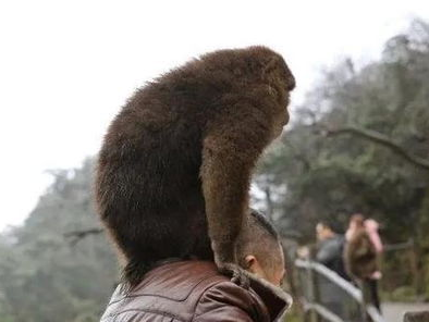 揭秘峨眉山猴王大战真相：猴王被击毙传闻不实